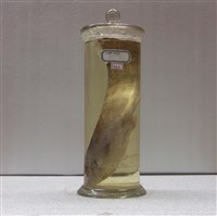 藏品(鯰魚)的圖片